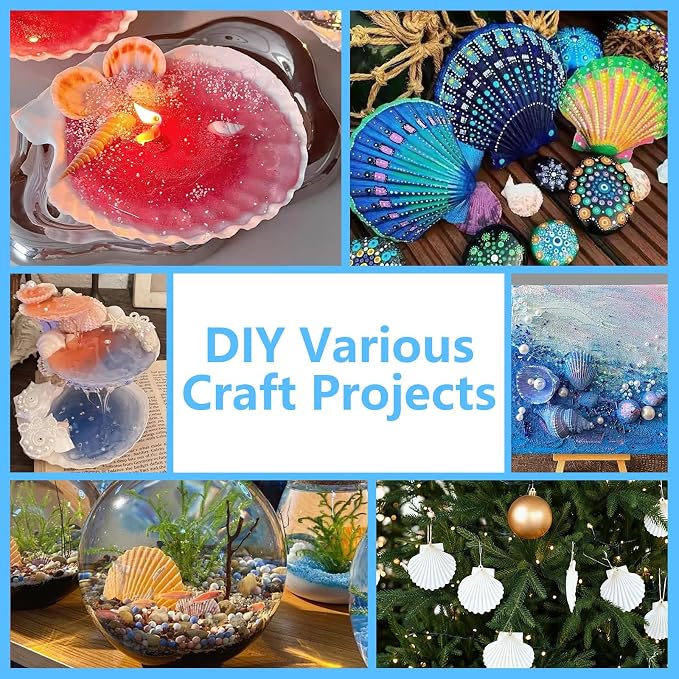 10 PCS 4-5 Inch Large Scallop Shells - Image 6