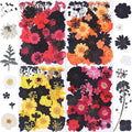 154Pcs Black Dried Pressed Flowers by Unknown