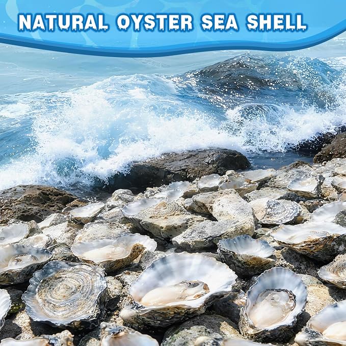 30Pcs Oyster Shells for Crafts 2"- 3" Natural Oyster Shells for DIY Crafting - Image 6