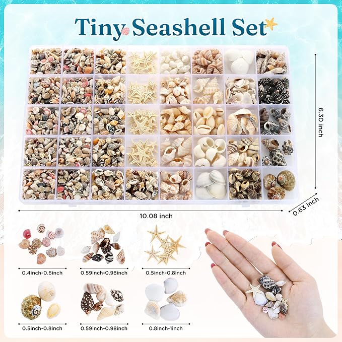 Zefy 23 Types Small Sea Shells for Crafts, Mini Shells for Vase Filler Beach - Image 6