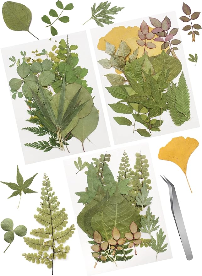 63 Pcs Real Dried Pressed Leaves Natural Assorted Dried Greenery by Cinvo