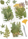 63 Pcs Real Dried Pressed Leaves Natural Assorted Dried Greenery by Cinvo
