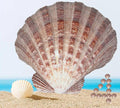 4 Pcs Polished Large Great Scallop Sea Shells 5~6 Inch, Ocean Beach Seashells by PLOOTA