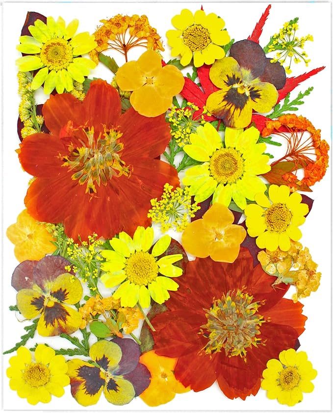 34 Pcs Yellow Dried Pressed Flowers by SUAUKEYDRIEDFLOWERS