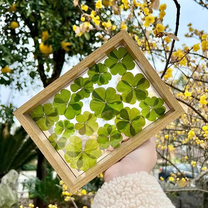 48 Pcs Mix Natural Dried Pressed 4 Leaf Clover - Image 4