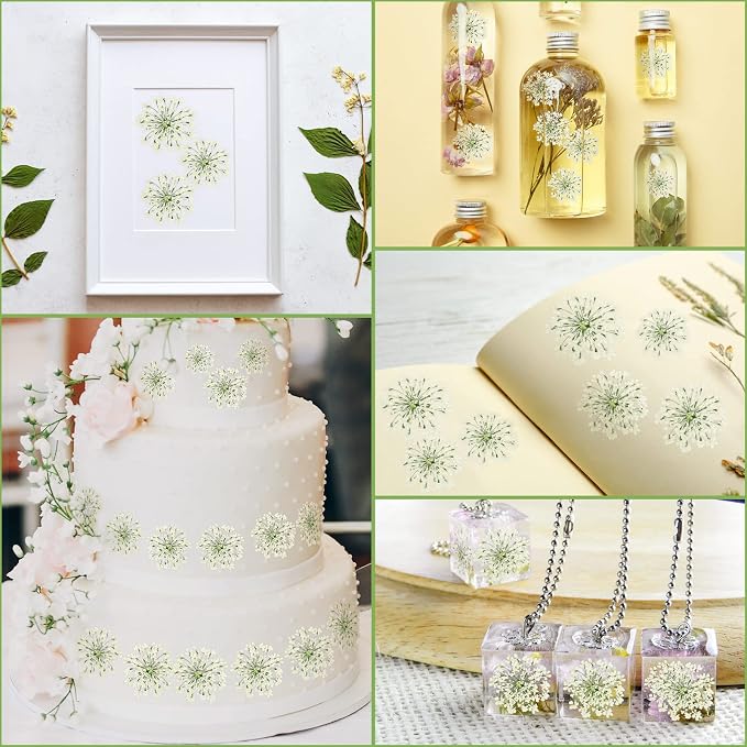 200 Pcs Pressed Dried Flowers for Resin Art Ammi Majus Natural Pressed Dried - Image 6