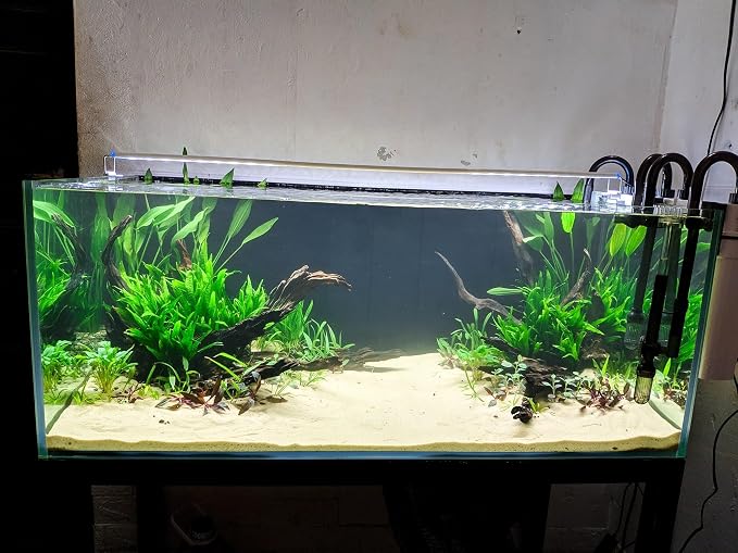 Azil Natural Driftwood 10'' - Image 2