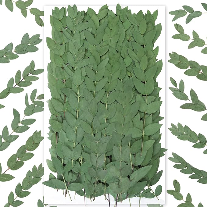 120Pcs Pressed Dried Eucalyptus Leaves by Glicrili