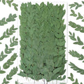 120Pcs Pressed Dried Eucalyptus Leaves by Glicrili