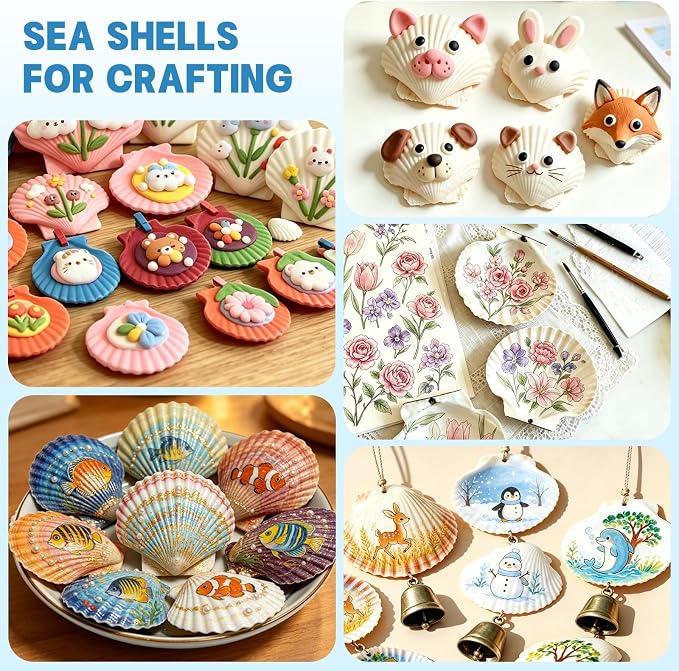 20 PCS 5"-6" Extra Large Scallop Shells - Image 4