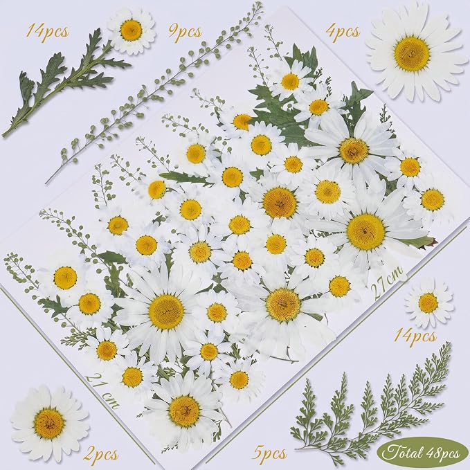48 Pcs Natural Dried Pressed Daisy Flowers - Image 2