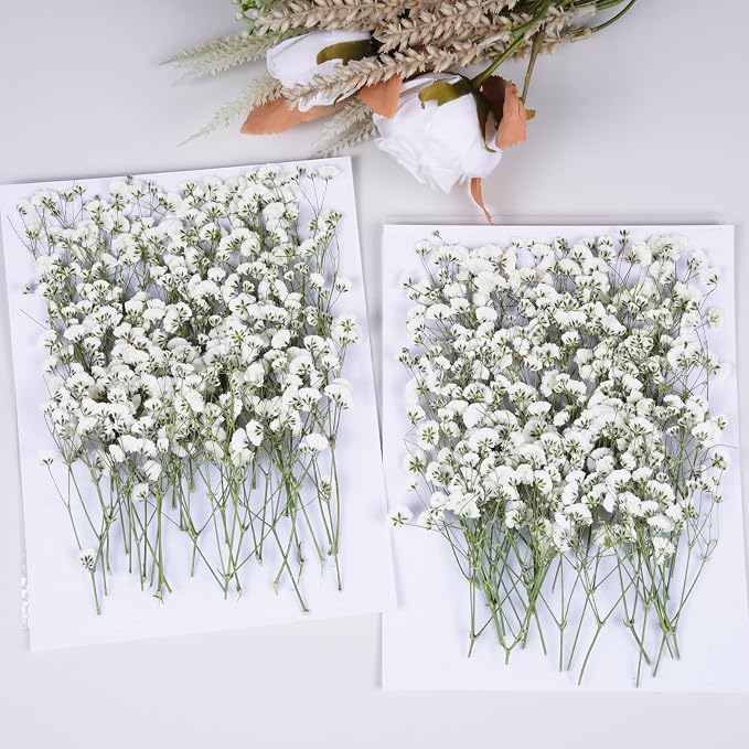 100Pcs White Babys Breath Dried Pressed Flowers - Image 6