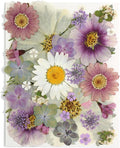 40PCS Real Nature Dried Pressed Flowers by Unknown