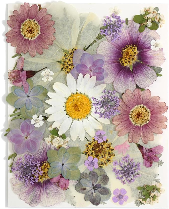 40PCS Real Nature Dried Pressed Flowers by Unknown