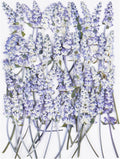 50Pcs Lavender Dried Pressed Flowers by Unknown