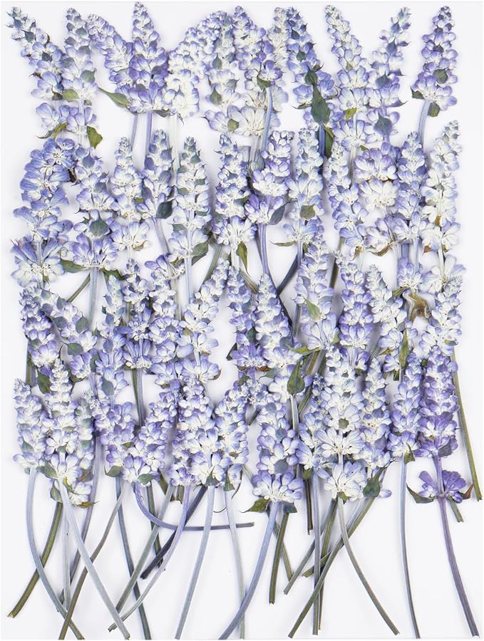 50Pcs Lavender Dried Pressed Flowers by Unknown