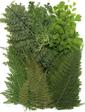 48 Pcs Mix Natural Dried Pressed Ferns by AHTONG