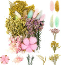 Vignee Real Dried Pressed Leaf Flowers-Multiple Colorful Pressed Flowers Daisies by Vignee