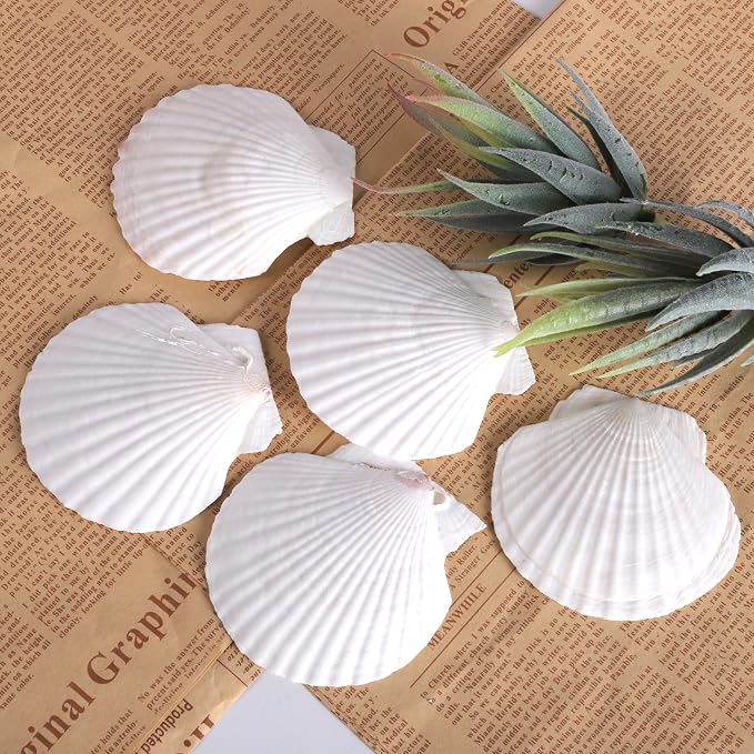 PPCLION 30 PCS 2.5-3 Inch Natural White Scallop Shells Sea Shells - Image 4