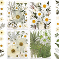 LUXEEASE 100P White Foliage Mix Dried Pressed Flowers | Blooms by LUXEEASE
