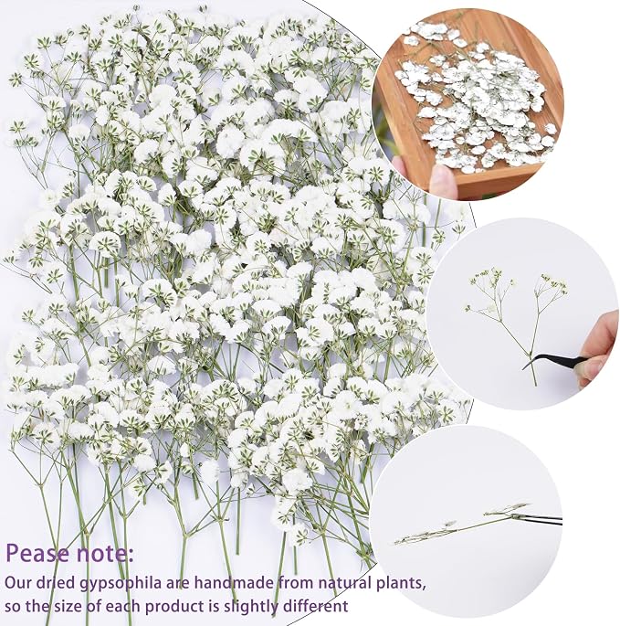 50Pcs Babys Breath Dried Pressed Flowers - Image 3