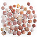 PPCLION 45 PCS Small Scallop Shell by PPCLION
