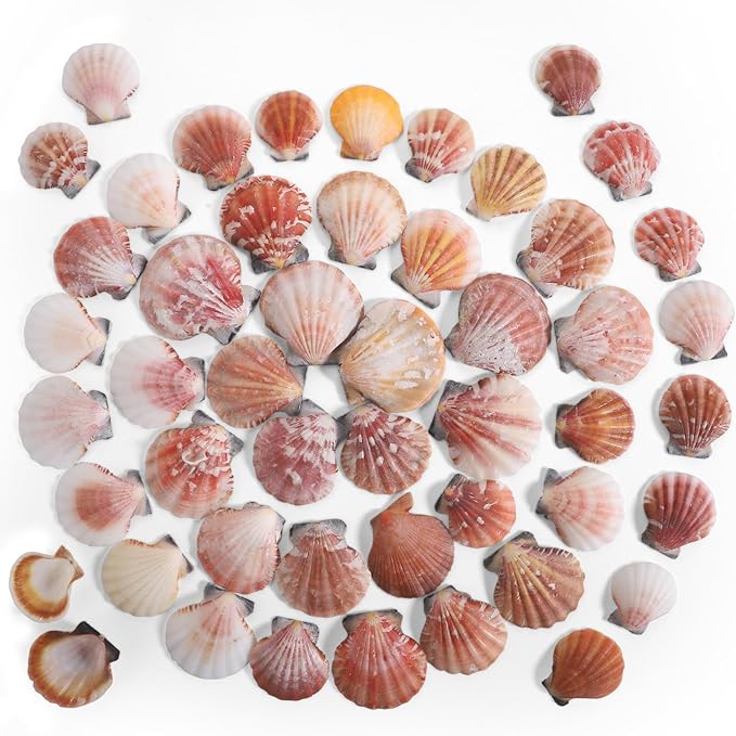 PPCLION 45 PCS Small Scallop Shell by PPCLION