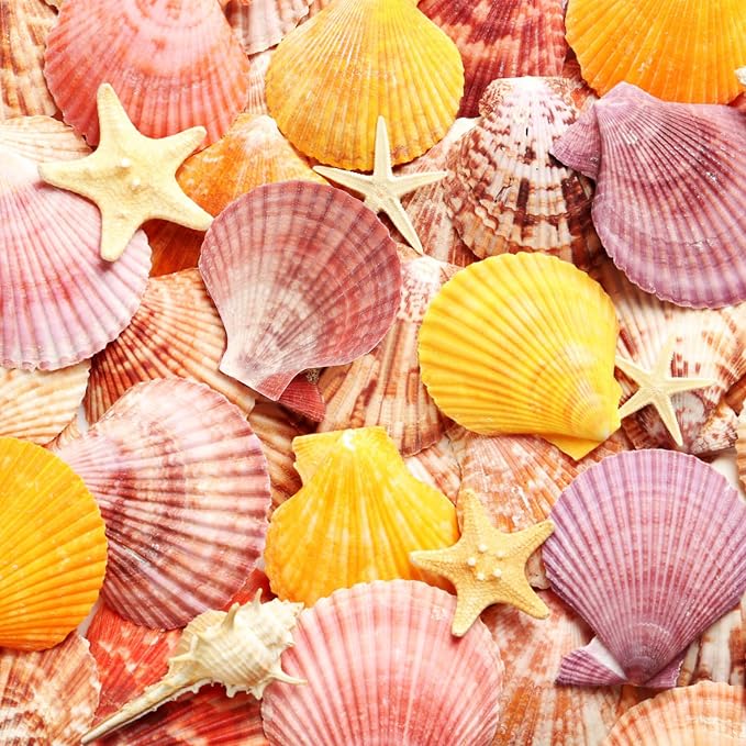 30 PCS+ Scallop Shells Natural Seashell, 1.5"-2.5" Colorful Scallop Shells - Image 5