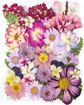 18 Types 37pcs Purple Dried Pressed Flowers by YouthBro