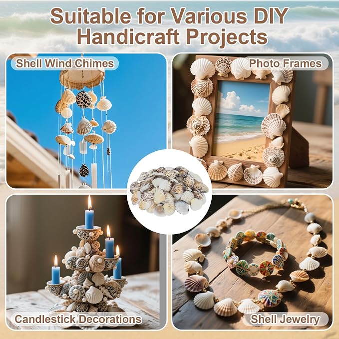 MAQIHAN 60 PCS Small Sea Shells - Image 3