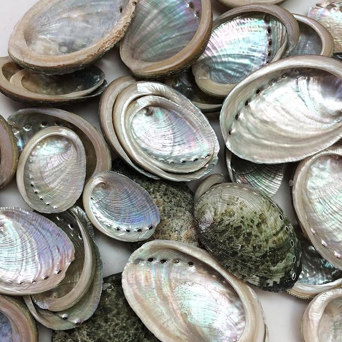 PEPPERLONELY 50 PC Small Natural Green Baby Abalone Sea Shells by PEPPERLONELY