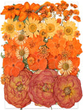 14 Types 37pcs Orange Dried Pressed Flowers by YouthBro