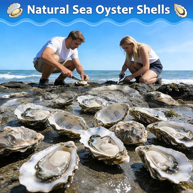 20 Set Oyster Shells for Crafts - Image 2