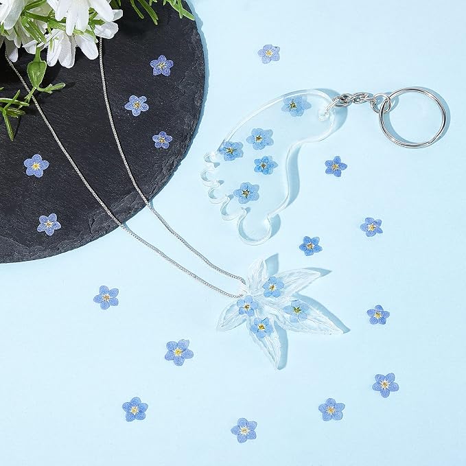 Nuanchu Natural Forget-me-not Dried Flowers Don't Forget Me Dried Real Pressed - Image 3