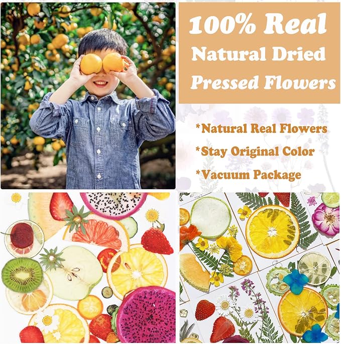 75Pcs Pressed Dried Flowers Fruits - Image 2