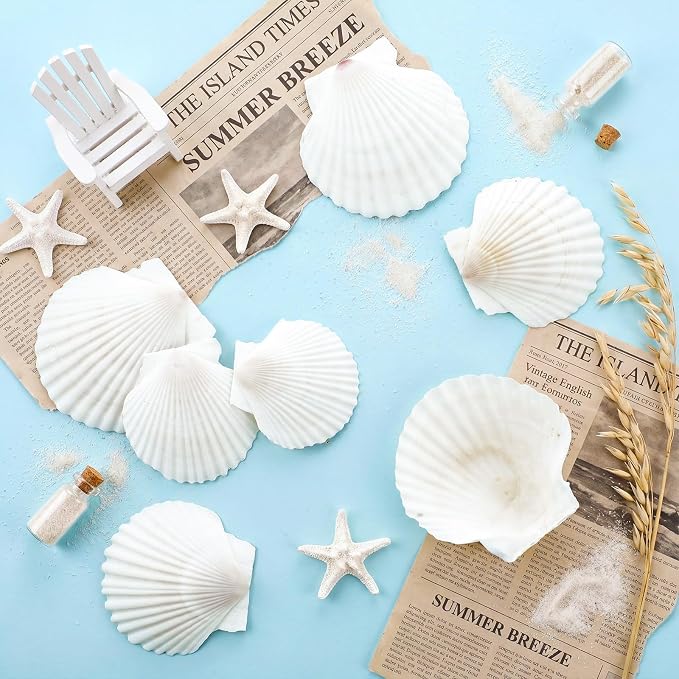 Junkin 40 Pack Natural Scallop Shells and Artificial Starfish - Image 7