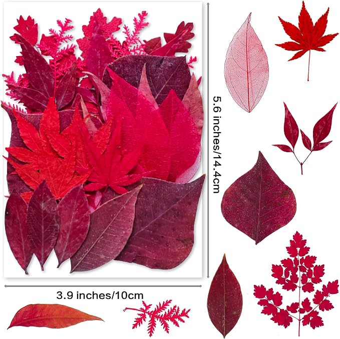Red Dried Pressed Leaf Leaves, YouthBro 30PCS Real Nature Plant Herbarium Set - Image 2