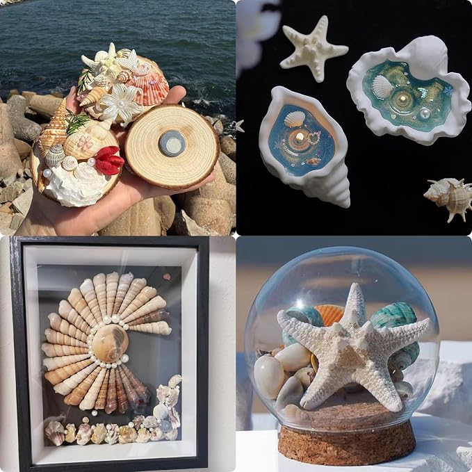 JSPYFITS Sea Shells Mixed Beach Seashells 20 Kinds, 1.5"-5.5" Various Sizes - Image 9