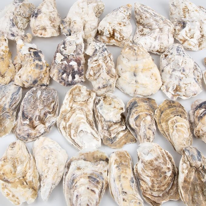 QEQEKAKA 30PCS Oyster Shells Flat & Concave 3"-4" Medium Oyster Shells - Image 6