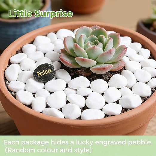 SIDONG 5 LB White River Rocks, 0.4-1.2 Inches Matte Pebbles - Image 2