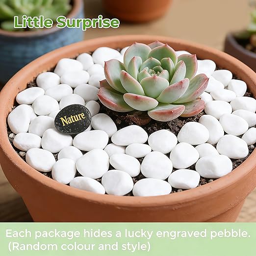 SIDONG 20 LB White River Rocks, 0.4-1.2 Inches Matte Pebbles - Image 2