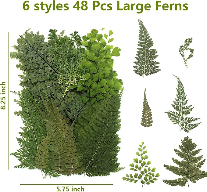 48 Pcs Mix Natural Dried Pressed Ferns - Image 2