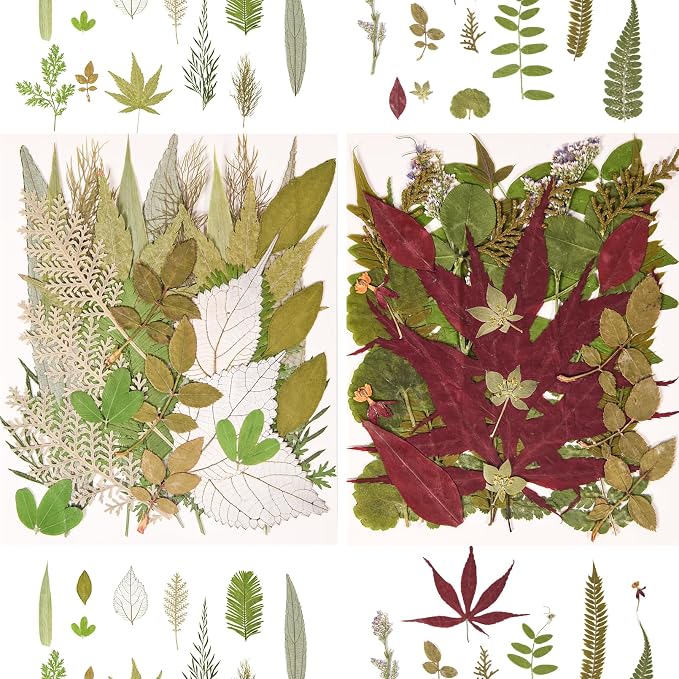 100 PCS Real Pressed Dried Leaves - Image 2