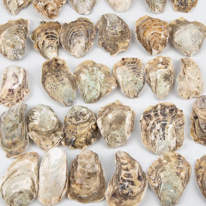 QEQEKAKA 30PCS Oyster Shells 2"-2.5" Small Flat Oyster Shells - Image 4