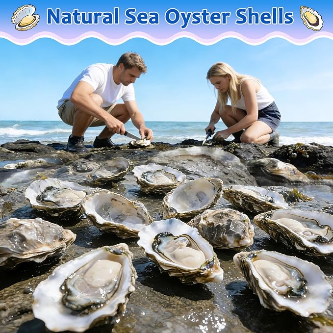 20 Set Oyster Shells for Crafts - Image 2