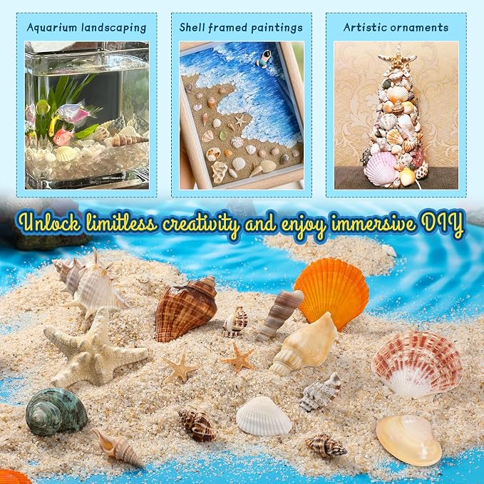 MORFEN Sea Shells, Mixed Ocean Seashells, 15 Kinds 1.2"-3.9" Various Sizes - Image 6