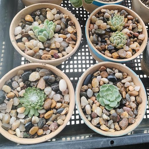 40LB Decorative River Rocks Gravel - Image 6