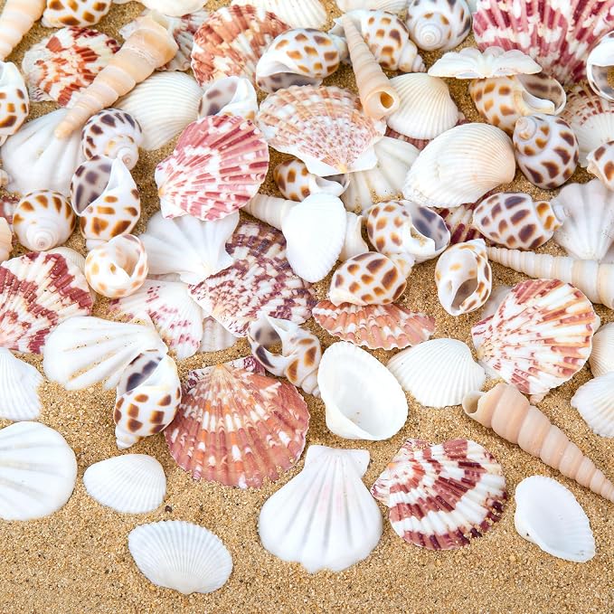 Natural Sea Shell Mixed Ocean Shells Set, 0.8"-2.5" Various Sizes Seashell - Image 5