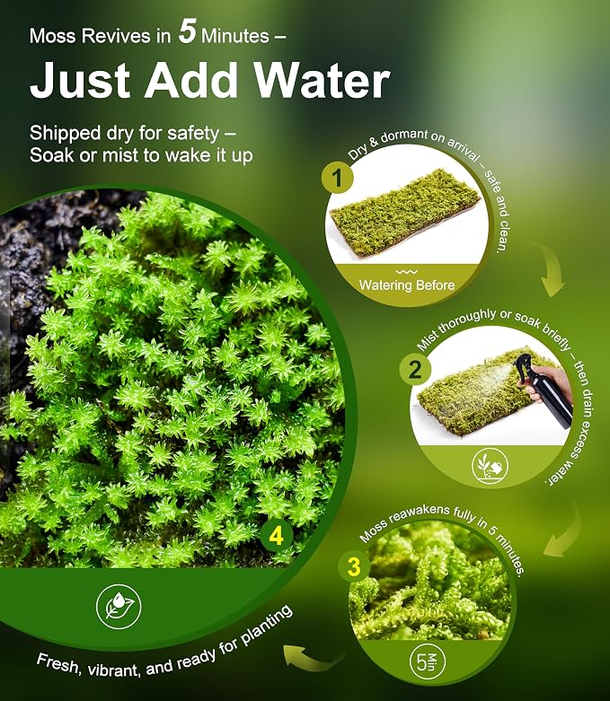 Live Moss Duo Pack 2 Types of Real Live Sheet/Sphagnum Moss - Image 3