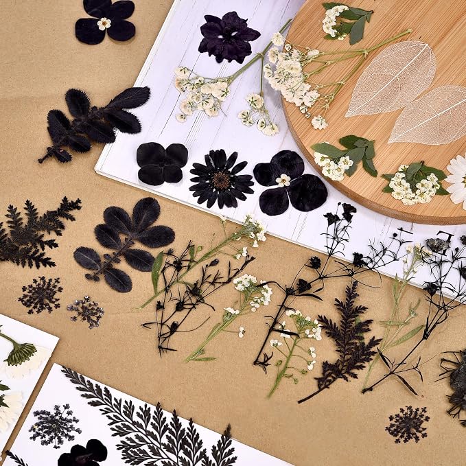 DALARAN Black Dried Pressed Flowers - Image 7